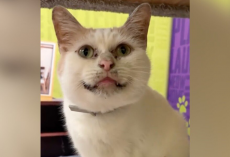 No One Wants to Adopt This Sweet Cat Because They Think He Looks ‘Dirty’ — But He’s Just Unique