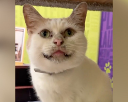 No One Wants to Adopt This Sweet Cat Because They Think He Looks ‘Dirty’ — But He’s Just Unique
