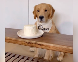 Dog Refuses to Join Gender Reveal, Clearly Prefers to Be an Only Child