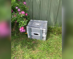 They Were Trapped In A Duct-Taped Crate — But Still Hoped Someone Would See Them
