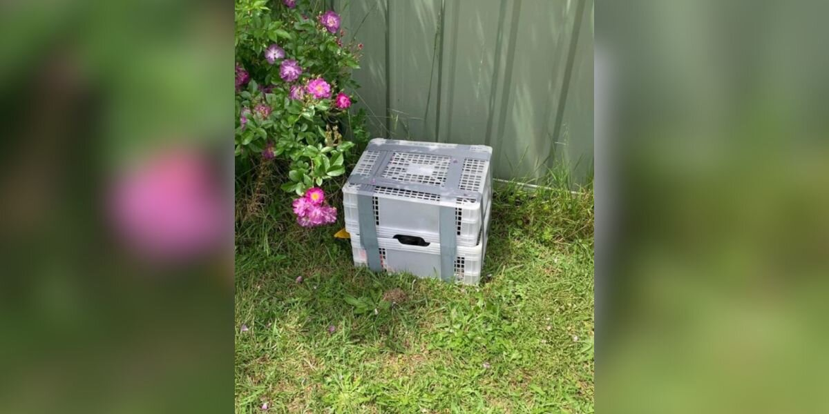 They Were Trapped In A Duct-Taped Crate — But Still Hoped Someone Would See Them