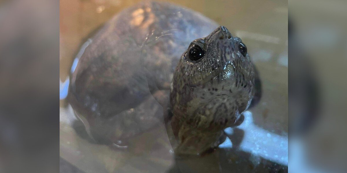 Abandoned Elderly Turtle Smiles At Everyone, Just Hoping To Be Loved