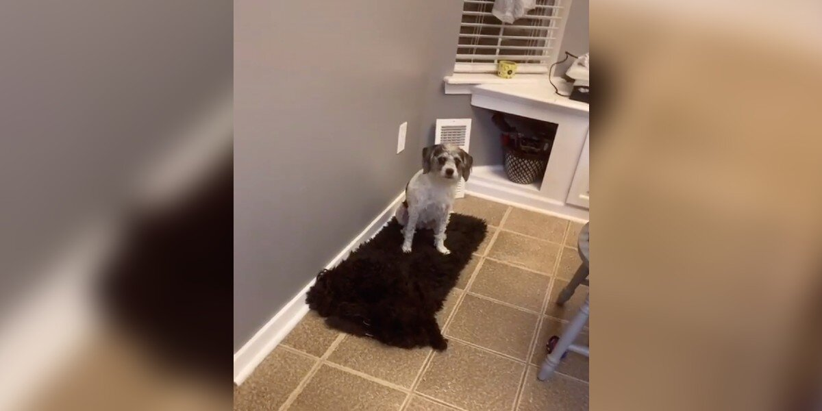 Woman Spends Hours Searching for Her Dog — Then Realizes She’s Been Hiding in Plain Sight