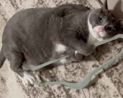 Cat Devastated After Losing His Favorite Hanger Gets the Sweetest Christmas Surprise