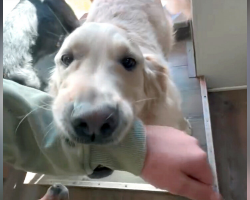 Dog Leads Caretaker On Sweetest Mission of Love