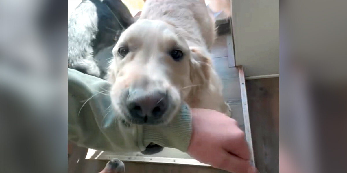 Dog Leads Caretaker On Sweetest Mission of Love