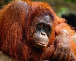 16 Fascinating Facts About 16 Wonderfully Weird Animals