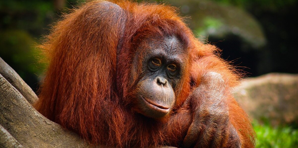 16 Fascinating Facts About 16 Wonderfully Weird Animals
