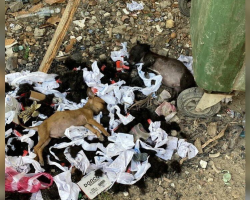 ‘Thrown Away’ Puppies Lose Hope — Until Someone Finally Sees Them