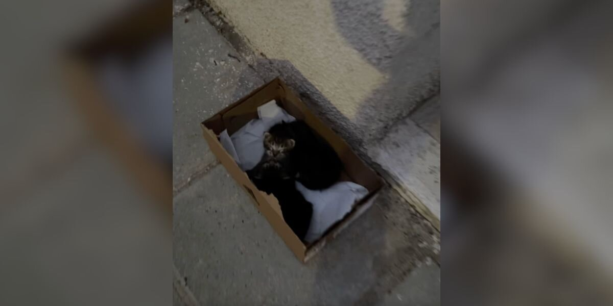 Woman Hears Desperate Cries Coming From A Box — And Finds Tiny Lives Inside