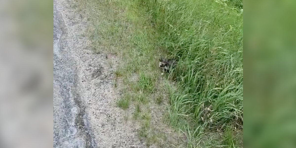 Truck Driver Spots Something Tiny on the Road — And Gains a New Best Friend