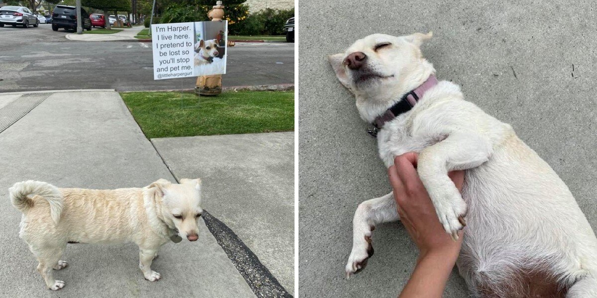 Sneaky Pup Pretends To Be Lost Just To Score Belly Rubs From Strangers