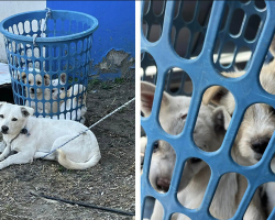 Dog Found Tied to Laundry Basket Has a Heart-Melting Surprise Inside