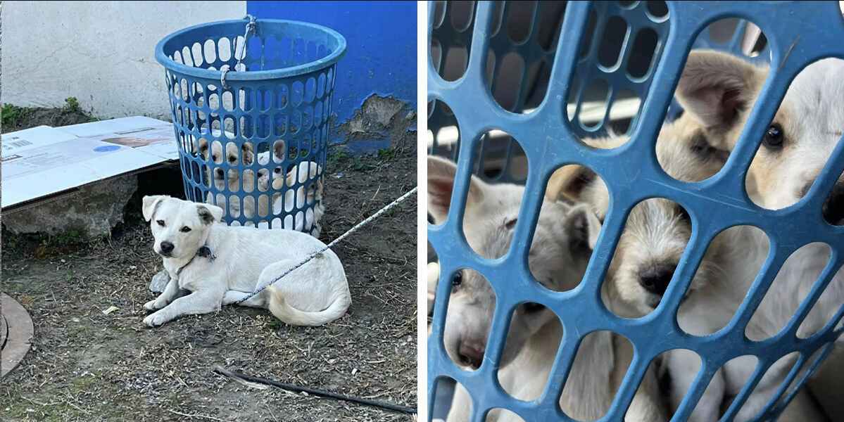 Dog Found Tied to Laundry Basket Has a Heart-Melting Surprise Inside