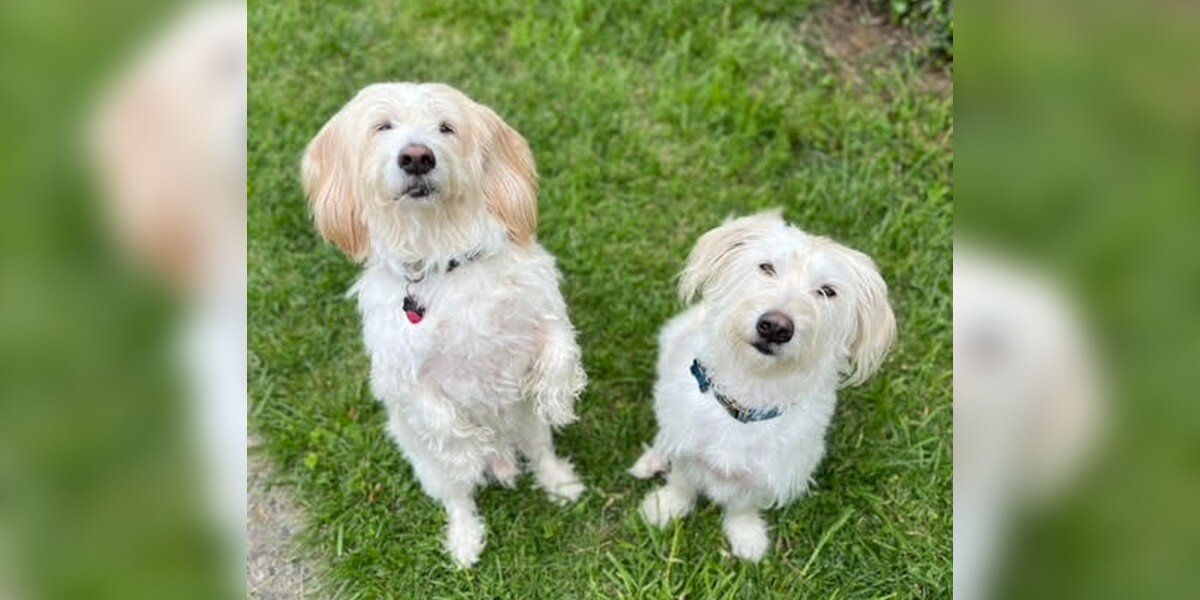 Woman Spots Her Dog’s Twin at the Shelter — and Adopts Him Without Hesitation