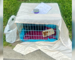 Woman Finds Abandoned Cat in Park With a Heartbreaking Sign