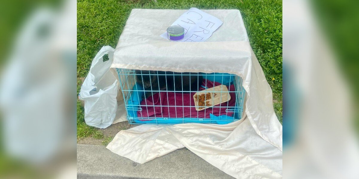 Woman Finds Abandoned Cat in Park With a Heartbreaking Sign