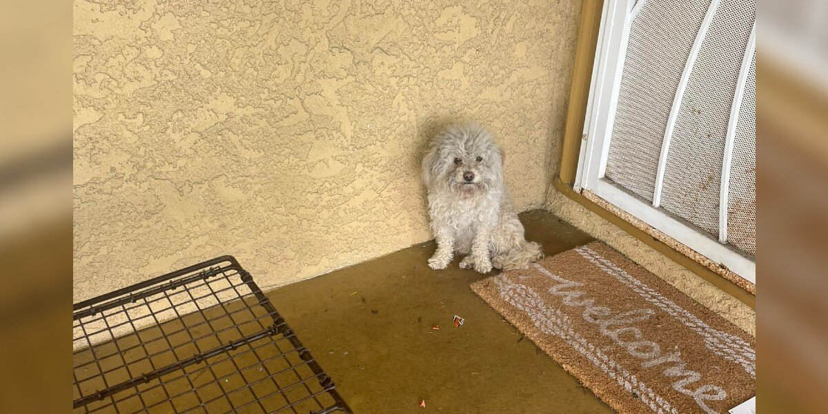 Homeless Dog Knocks On Doors Hoping Someone Will Let Her In
