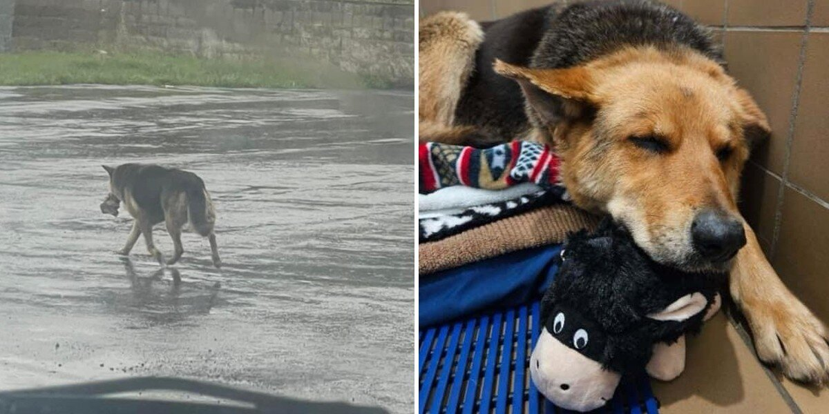 Heartbroken Dog Clings to Her Stuffed Toy After Losing Her Owner