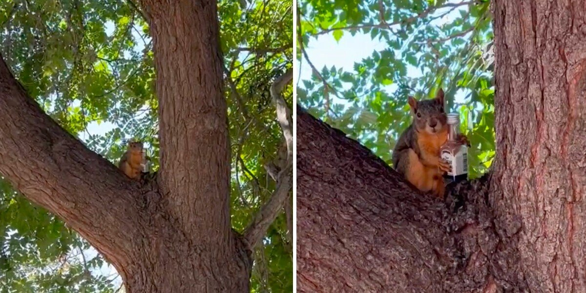 Woman Spots a Squirrel Holding Something Bizarre — And Can’t Believe Her Eyes