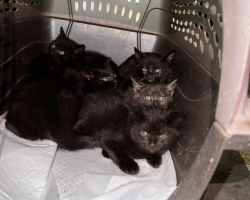 Woman Stumbles Upon 6 Identical Kittens Abandoned in Mall Parking Lot — And Can’t Look Away