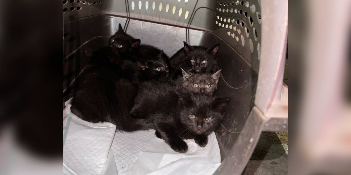 Woman Stumbles Upon 6 Identical Kittens Abandoned in Mall Parking Lot — And Can't Look Away