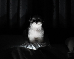 Woman Wakes Up in the Night to a Glowing Face Staring at Her — And It’s Not What You Think