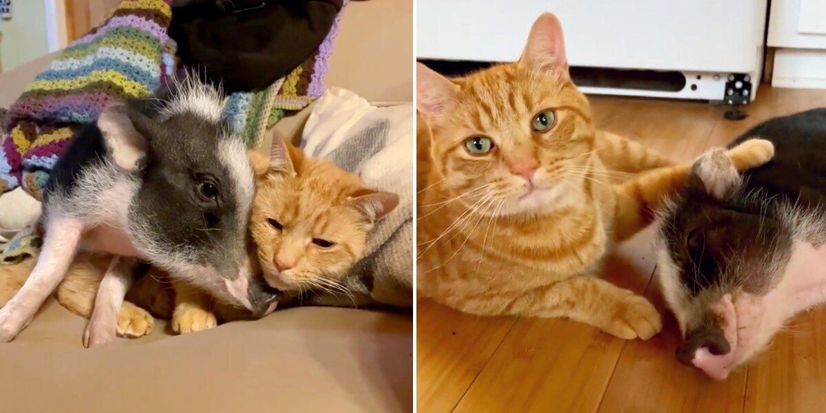 Rescued Pig Meets His Cat Brother — And It’s Love at First Sight