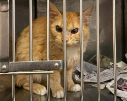 Grumpy-Faced Cat Charms Shelter Staff With His Cartoonish Scowl