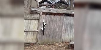 Stray Cat Rescued From Fence Finds Her Way Back to Someone Special