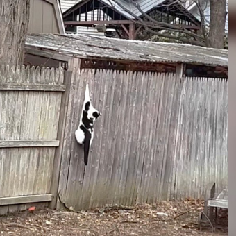 Stray Cat Rescued From Fence Finds Her Way Back to Someone Special