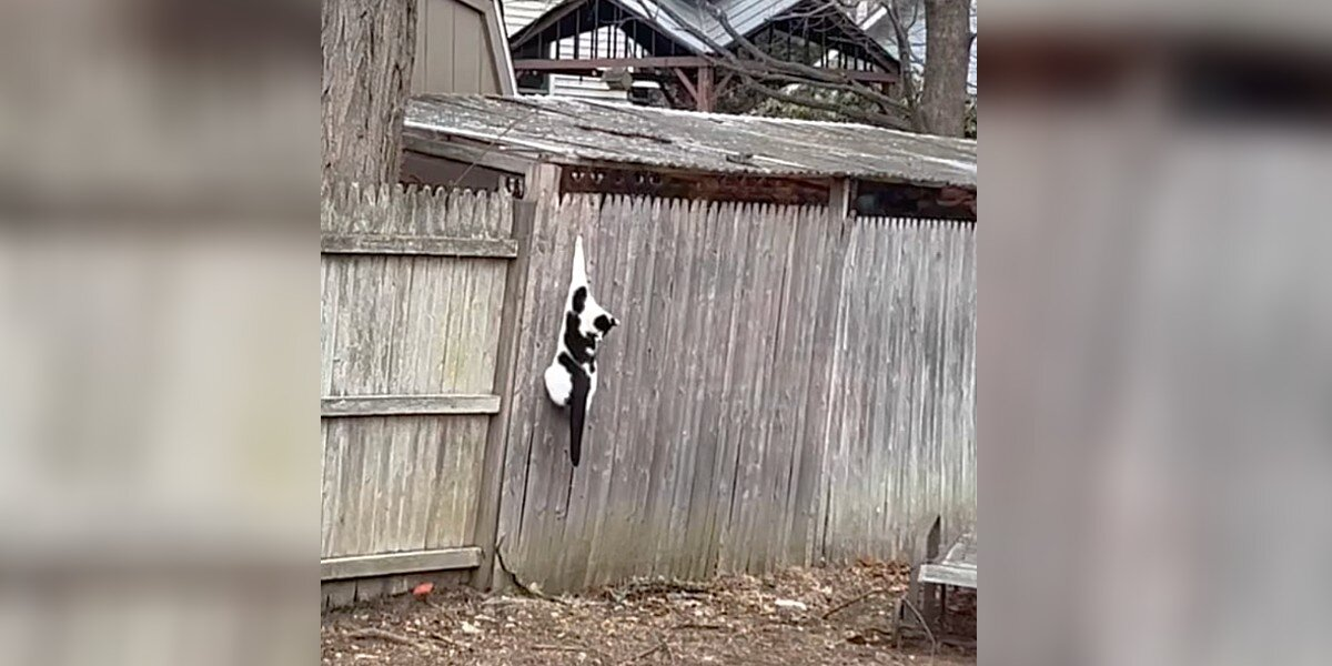 Stray Cat Rescued From Fence Finds Her Way Back to Someone Special