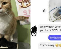 Neighborhood Cat Has a Strange Obsession — And It’s with Stealing Nikes
