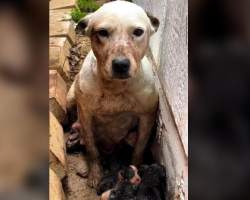 Dog Found Guarding Tiny Newborns in the Mud Now Has the Life She Deserves