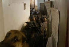 Rescuers Enter NYC Apartment and Make a Shocking Discovery: 40 Belgian Malinois in Desperate Need