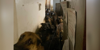 Rescuers Enter NYC Apartment and Make a Shocking Discovery: 40 Belgian Malinois in Desperate Need