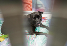Shelter Dog Cries for Her Dad After Losing the Only Home She’s Ever Known
