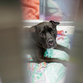 Shelter Dog Cries for Her Dad After Losing the Only Home She’s Ever Known
