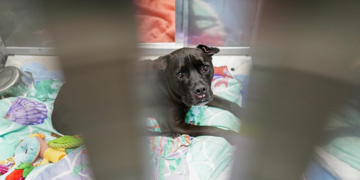 Shelter Dog Cries for Her Dad After Losing the Only Home She’s Ever Known