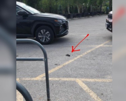 Woman Thinks She Sees an Oil Spot in a Parking Lot — Ends Up Saving a Life