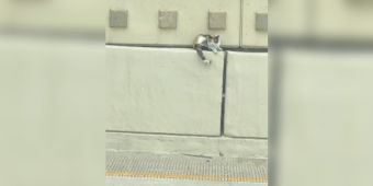 Couple Spots Something Tiny on a Highway Median — Then Realizes It’s a Life in Danger