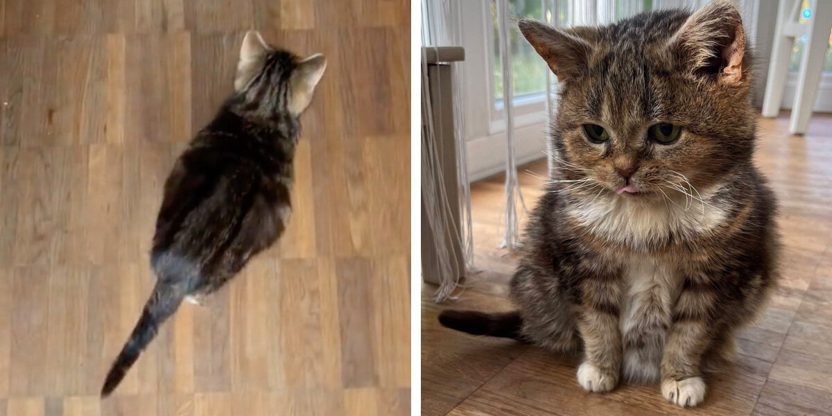 Tiny “Kitten” Never Grew Up — But He’s Not a Kitten at All