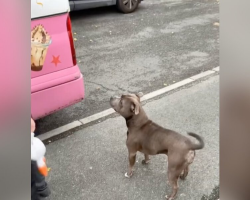 Pure Joy as Dog Recognizes Her Favorite Day of the Week