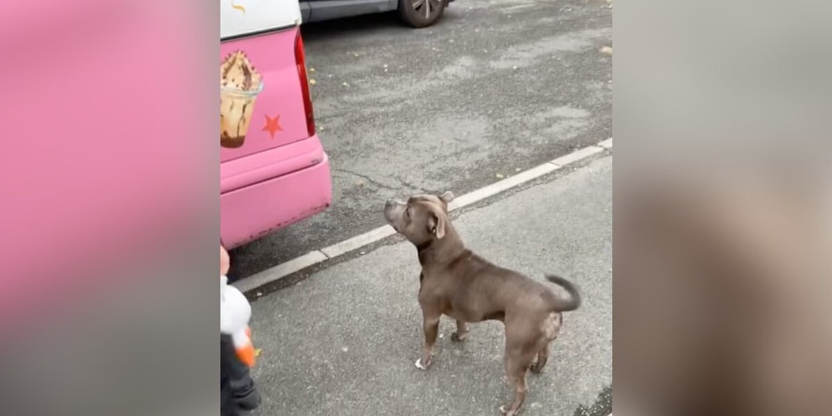 Pure Joy as Dog Recognizes Her Favorite Day of the Week