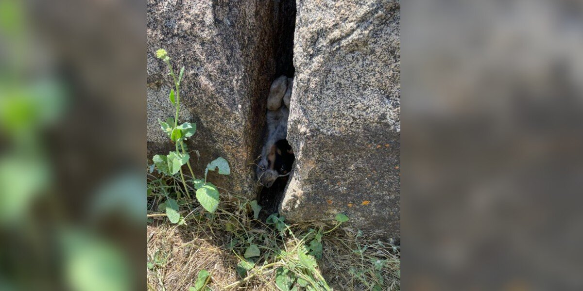 Construction Workers Spot a Face Between Boulders — and Immediately Call for Help