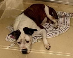 Depressed Shelter Dog Transforms Completely After Finding Her Forever Home