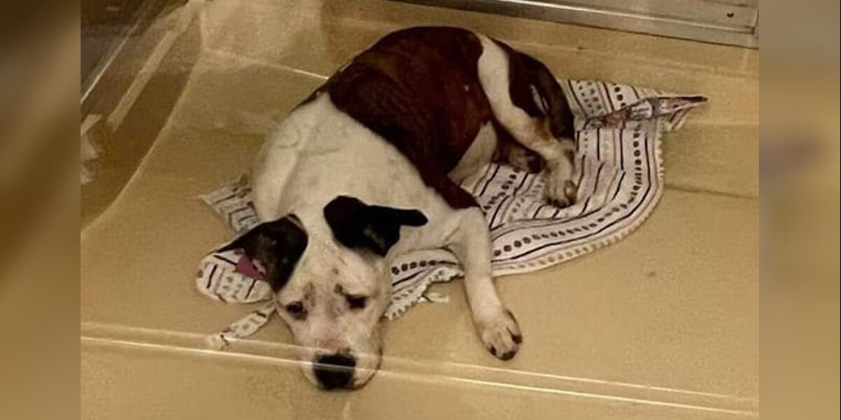 Depressed Shelter Dog Transforms Completely After Finding Her Forever Home