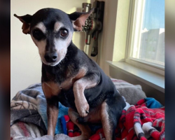 Dog Pretends to Limp for Treats — Until His Dad Outsmarts Him (Sort Of)