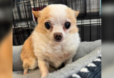 Tiny, Toothless, and Totally in Charge — This Senior Chihuahua Is Taking Over the Internet