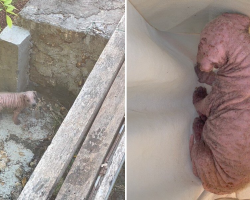 Woman Hears Desperate Cries From a Ditch — And Finds a Hairless Puppy Fighting to Survive